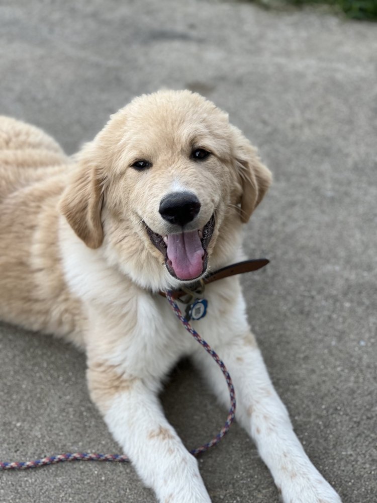 Placeholder — portrait of the trained dog, relaxed and attentive.